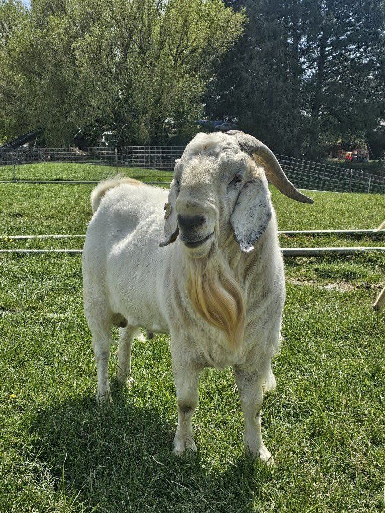 Savanna Goat FullBlood Registered