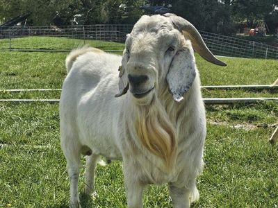 Savanna Goat FullBlood Registered