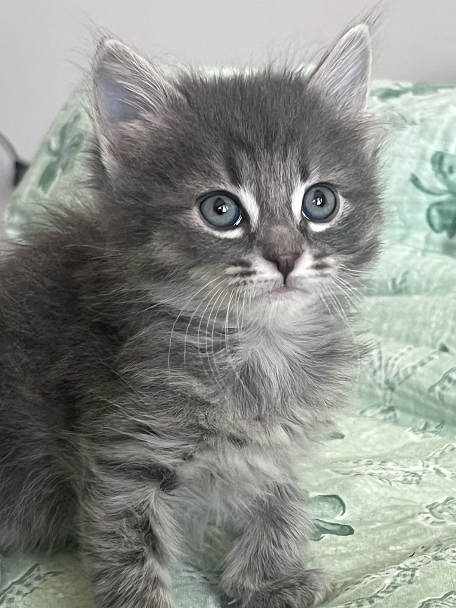 Siberian Hypoallergenic Purebred Kittens for Sale