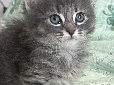 Siberian Hypoallergenic Purebred Kittens for Sale
