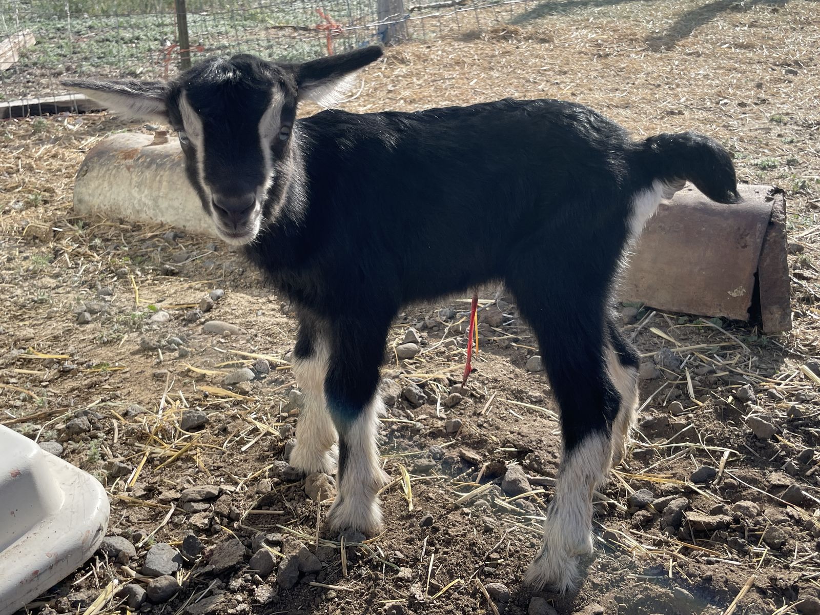Alpine goat