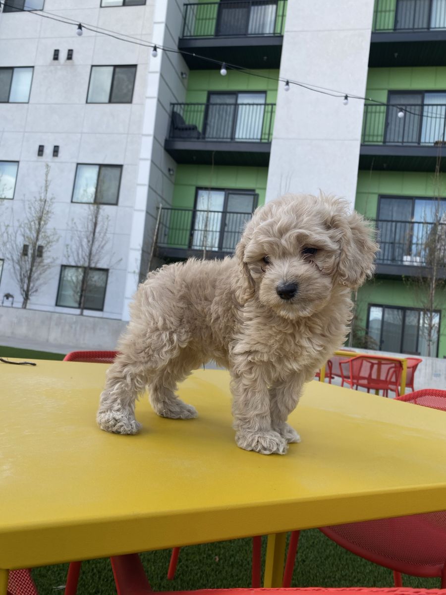 Doodle mixed puppies