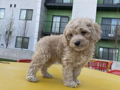 Doodle mixed puppies