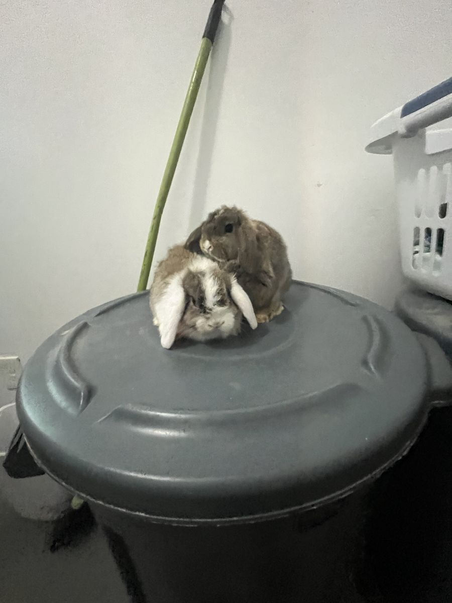 Purebred Holland Lops