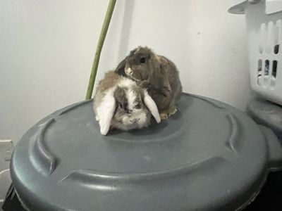 Purebred Holland Lops