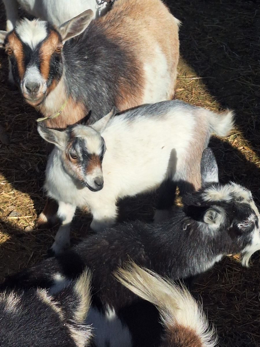 REDUCED Baby Nigerian Dwarf Goats (Disbudded)