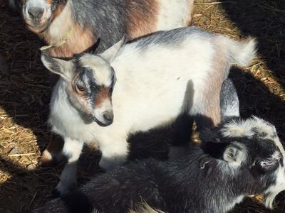 REDUCED Baby Nigerian Dwarf Goats (Disbudded)