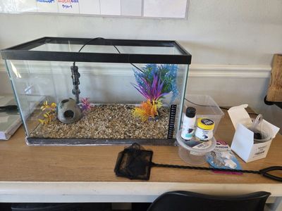 10 gallon fish tank and beta supplies