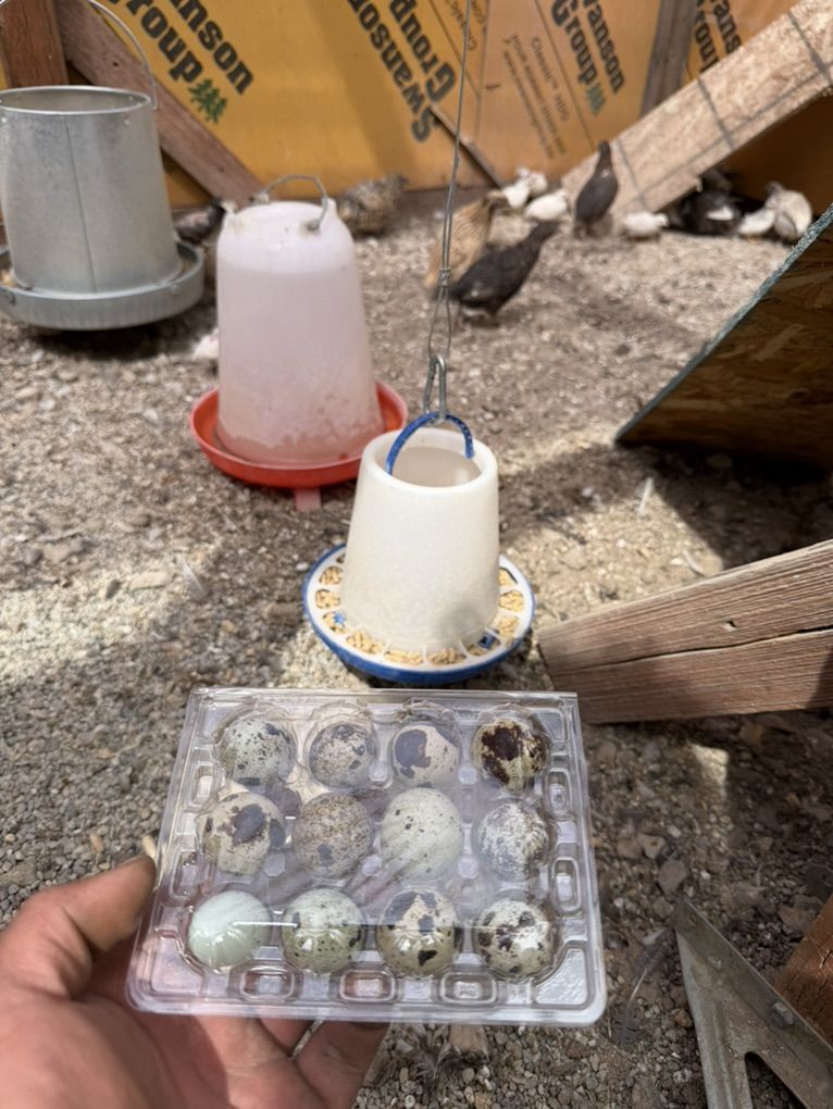 Fresh Quail Eggs