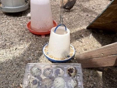 Fresh Quail Eggs