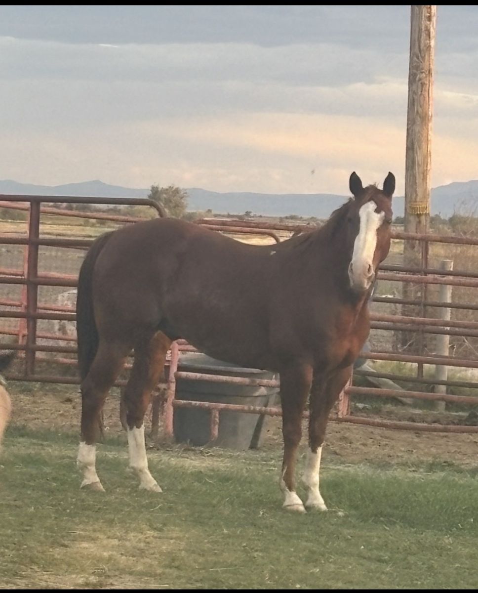 Finished Head Horse With Great Papers