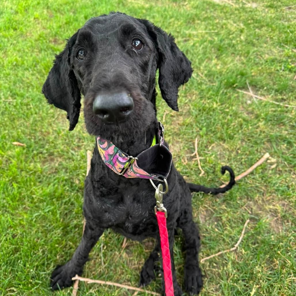 Hello my name is Shadow