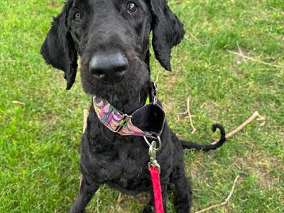 Hello my name is Shadow