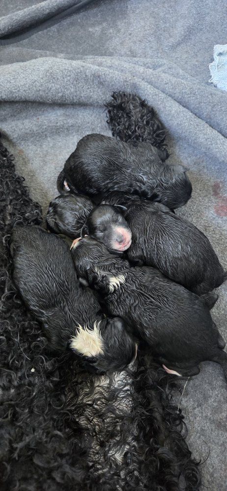 Golden Aussiedoodle Puppies (10 left)