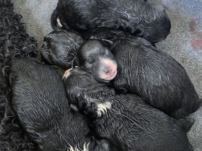 Golden Aussiedoodle Puppies (10 left)
