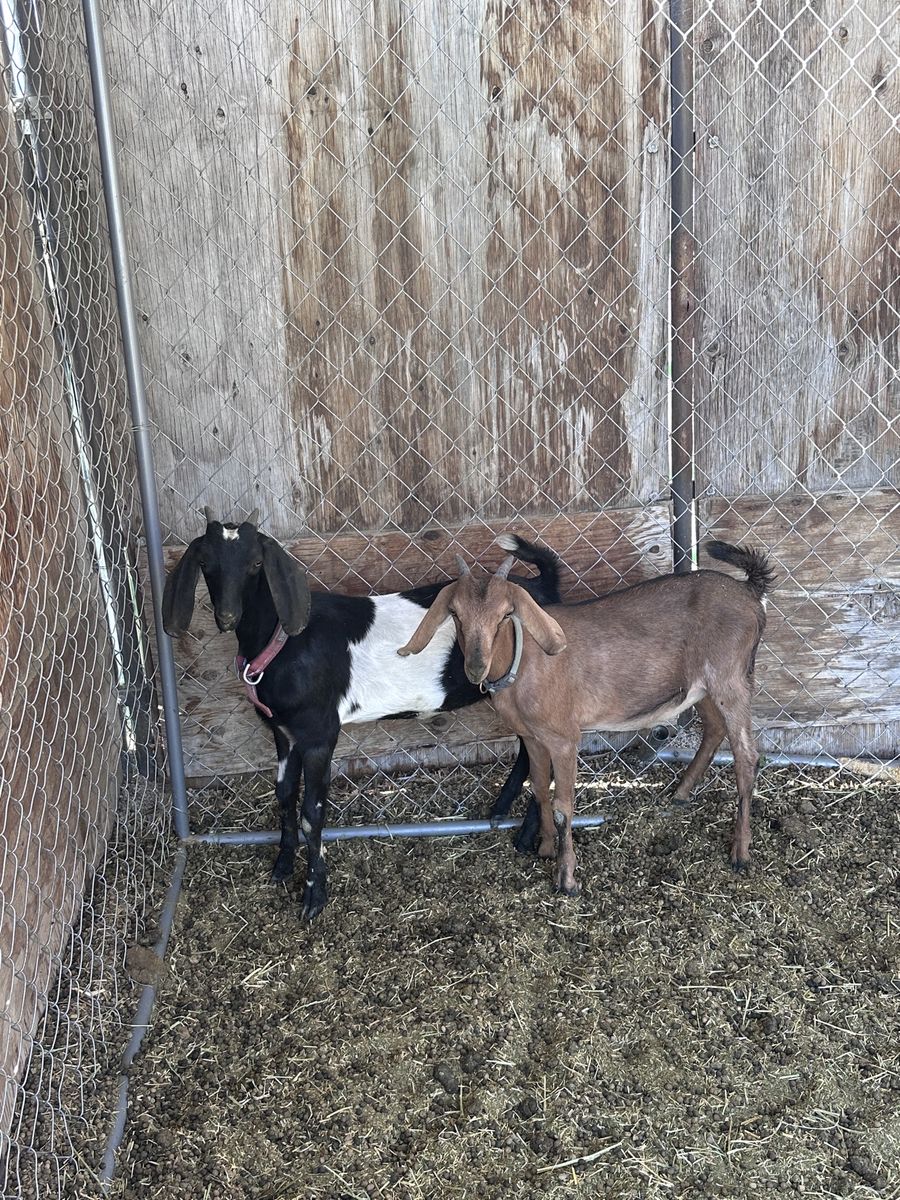 2 Female Nubian/Nigerian Mix Goats