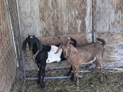 2 Female Nubian/Nigerian Mix Goats