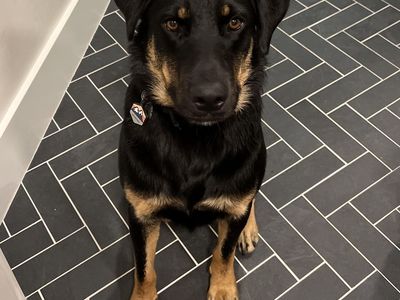 Meet Rolo — A Brilliant, Goofy, Loyal Companion Looking for His Perfect Match