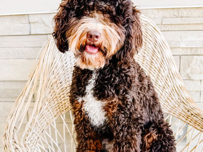 FF Chocolate Tri Bernedoodle For stud