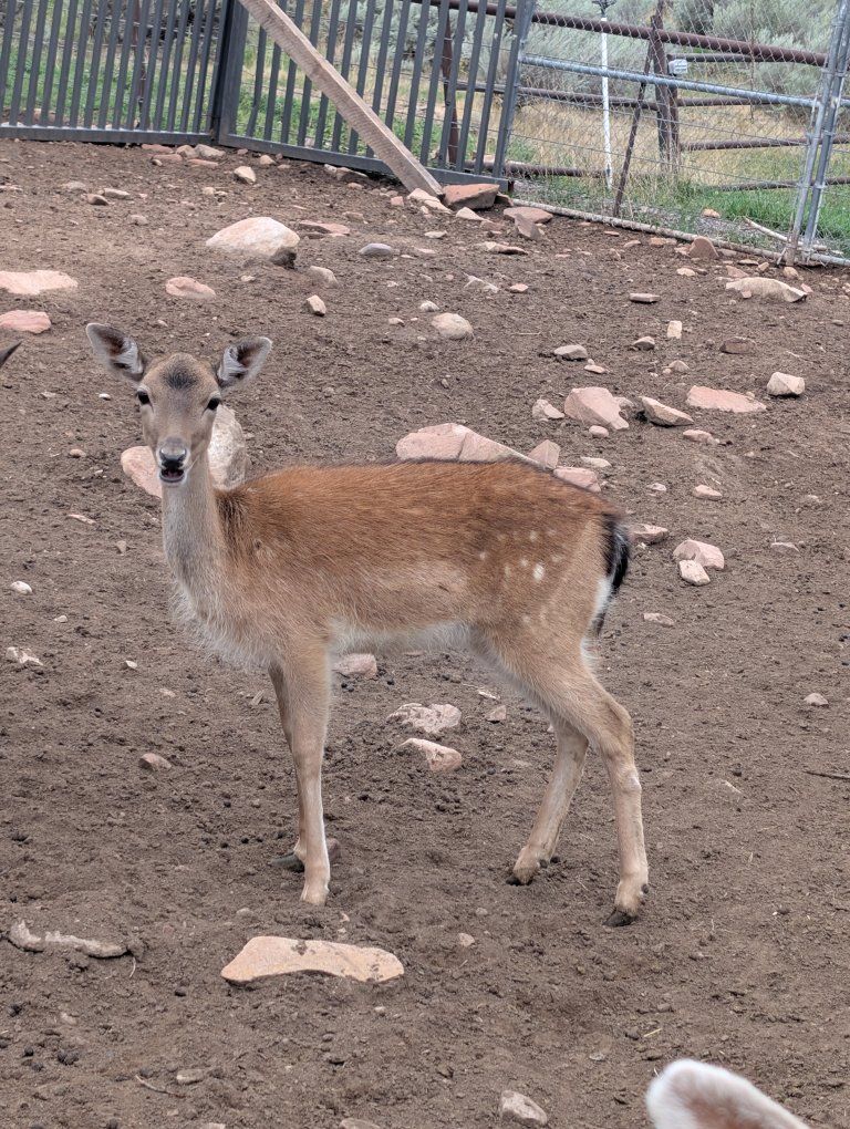 Yearling spotted fallow deer doe