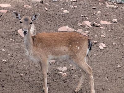 Yearling spotted fallow deer doe