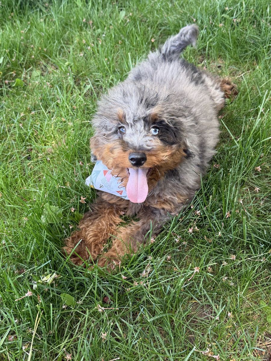 Toy Aussiedoodle puppies
