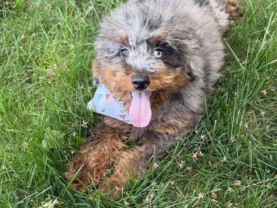Toy Aussiedoodle puppies