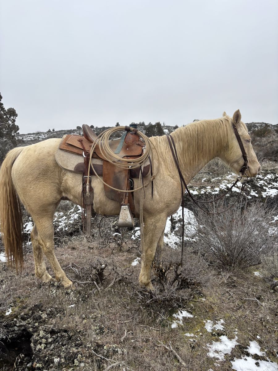 8 Year Old Perlino Gelding