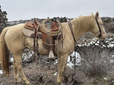 8 Year Old Perlino Gelding