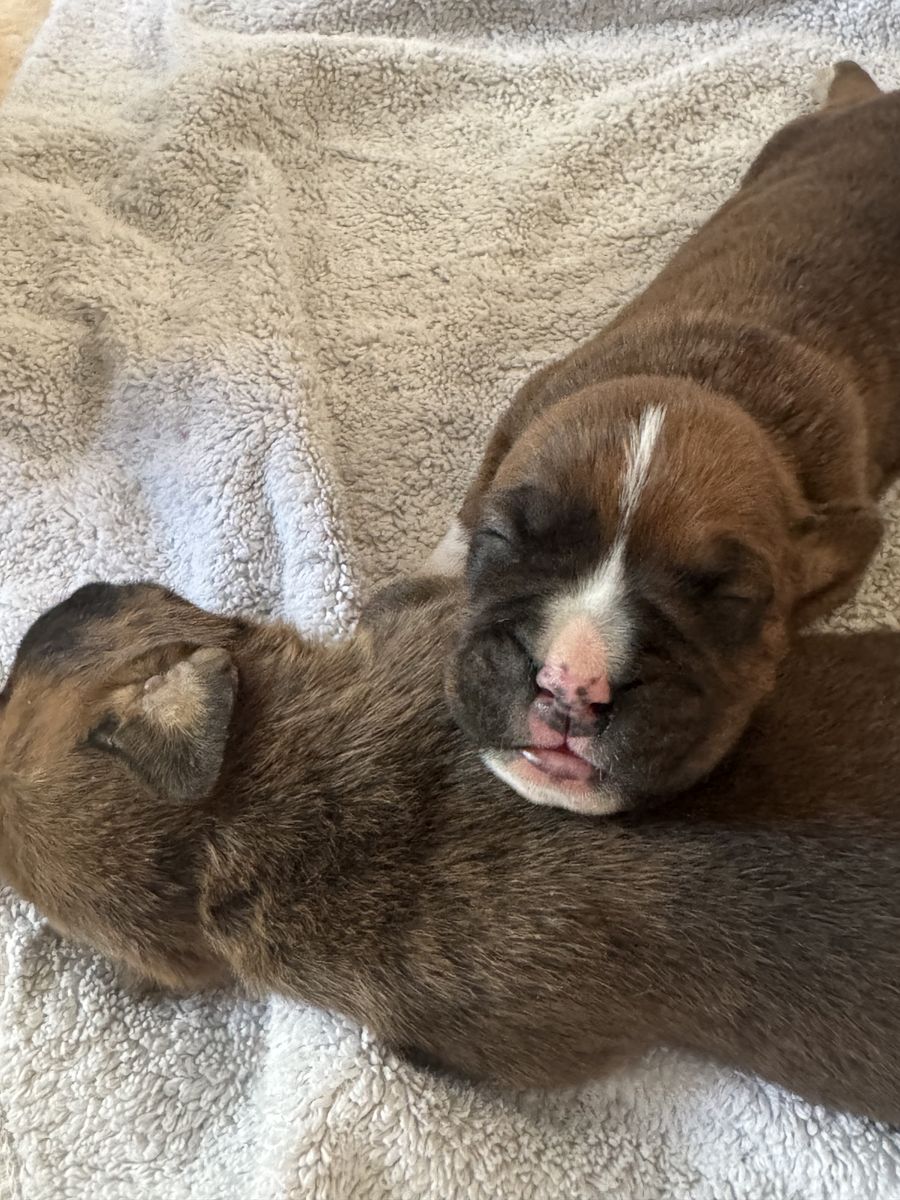 Purebred Boxer Puppies!