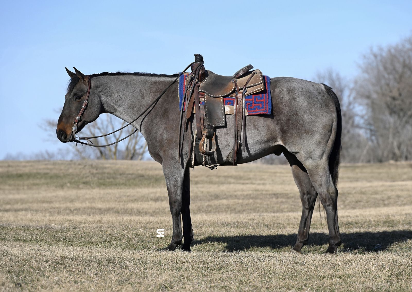 𝗙𝗼𝗿 𝘁𝗵𝗲 𝗪𝗛𝗢𝗟𝗘 𝗙𝗮𝗺𝗶𝗹𝘆 - 𝗕𝗜𝗚 𝗚𝗼𝗿𝗴𝗲𝗼𝘂𝘀 𝗮𝗻𝗱 𝗚𝗘𝗡𝗧𝗟𝗘 𝗕𝗮𝘆 𝗥𝗼𝗮𝗻 𝗚𝗲𝗹𝗱𝗶𝗻𝗴