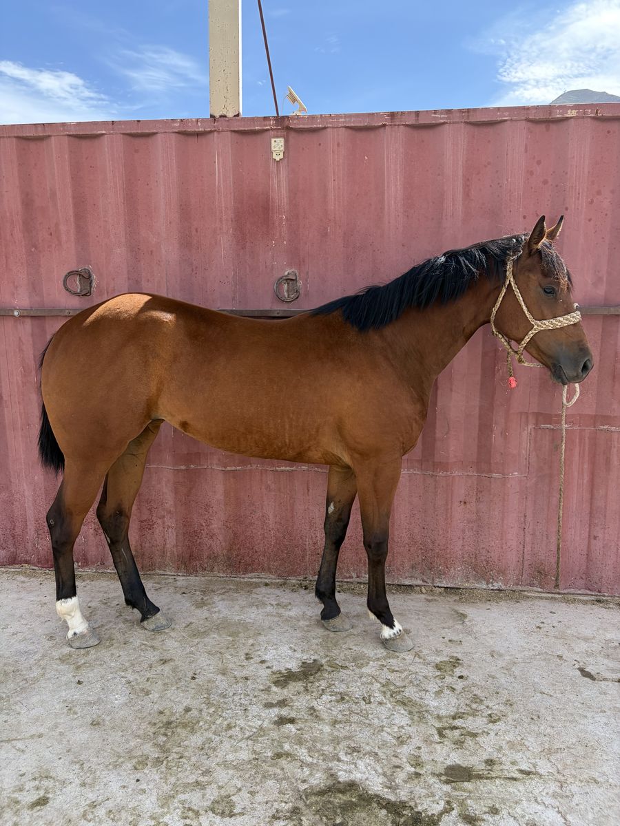 AQHA Registered 2 year old filly.