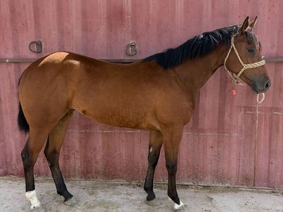 AQHA Registered 2 year old filly.