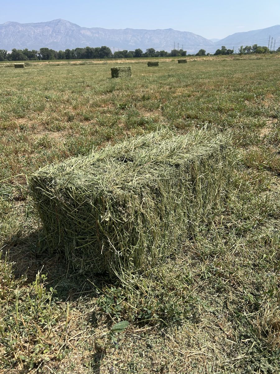 Alfalfa Hay Bales In The Field