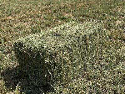 Alfalfa Hay Bales In The Field