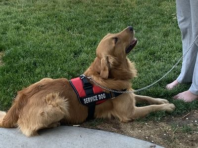 Proven Golden Retriever Stud – “Buddy” AKC Registered | OFA Certified | Service Dog