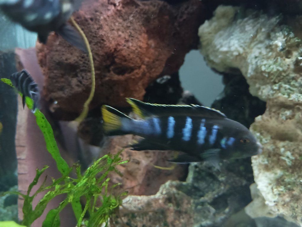 Chewere Elongatus cichlid