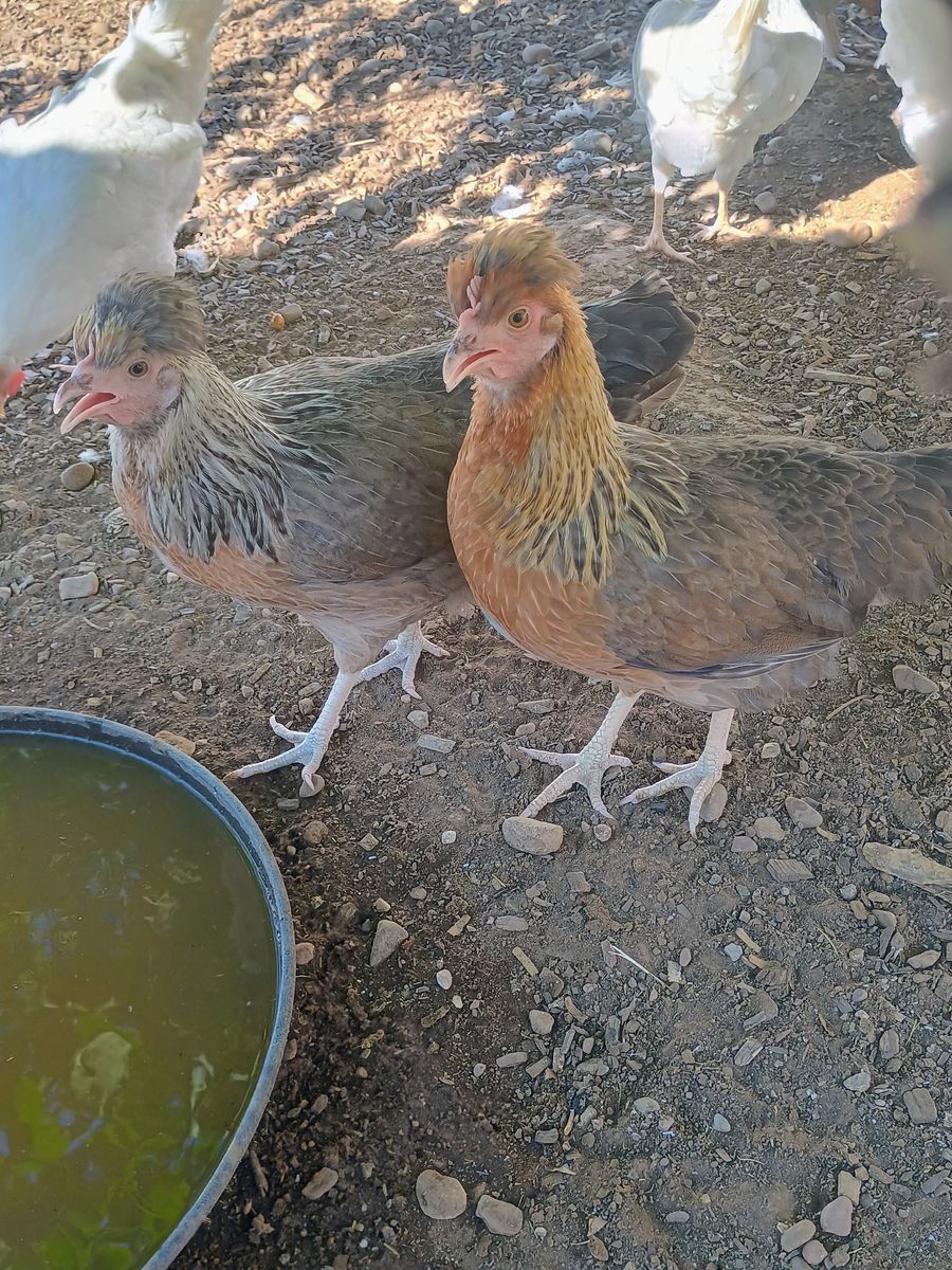 CREAM LEGBAR Hen Chickens 4 months old for Sale (will lay BLUE EGG soon!)
