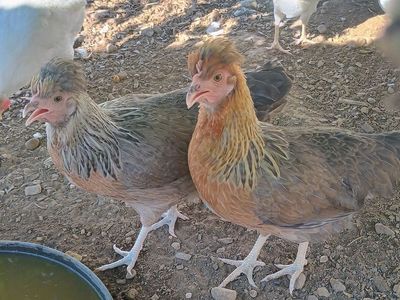 CREAM LEGBAR Hen Chickens 4 months old for Sale (will lay BLUE EGG soon!)