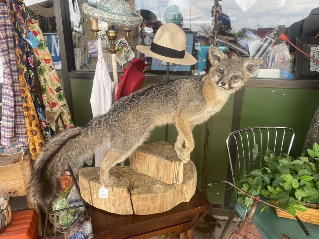 Taxidermied Fox