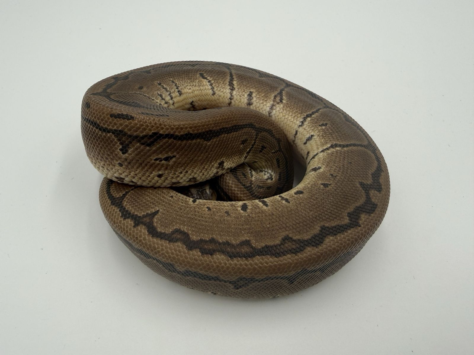 Male: Pinstripe DH DG Pied 50% DH VPI Gstripe