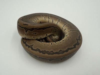 Male: Pinstripe DH DG Pied 50% DH VPI Gstripe