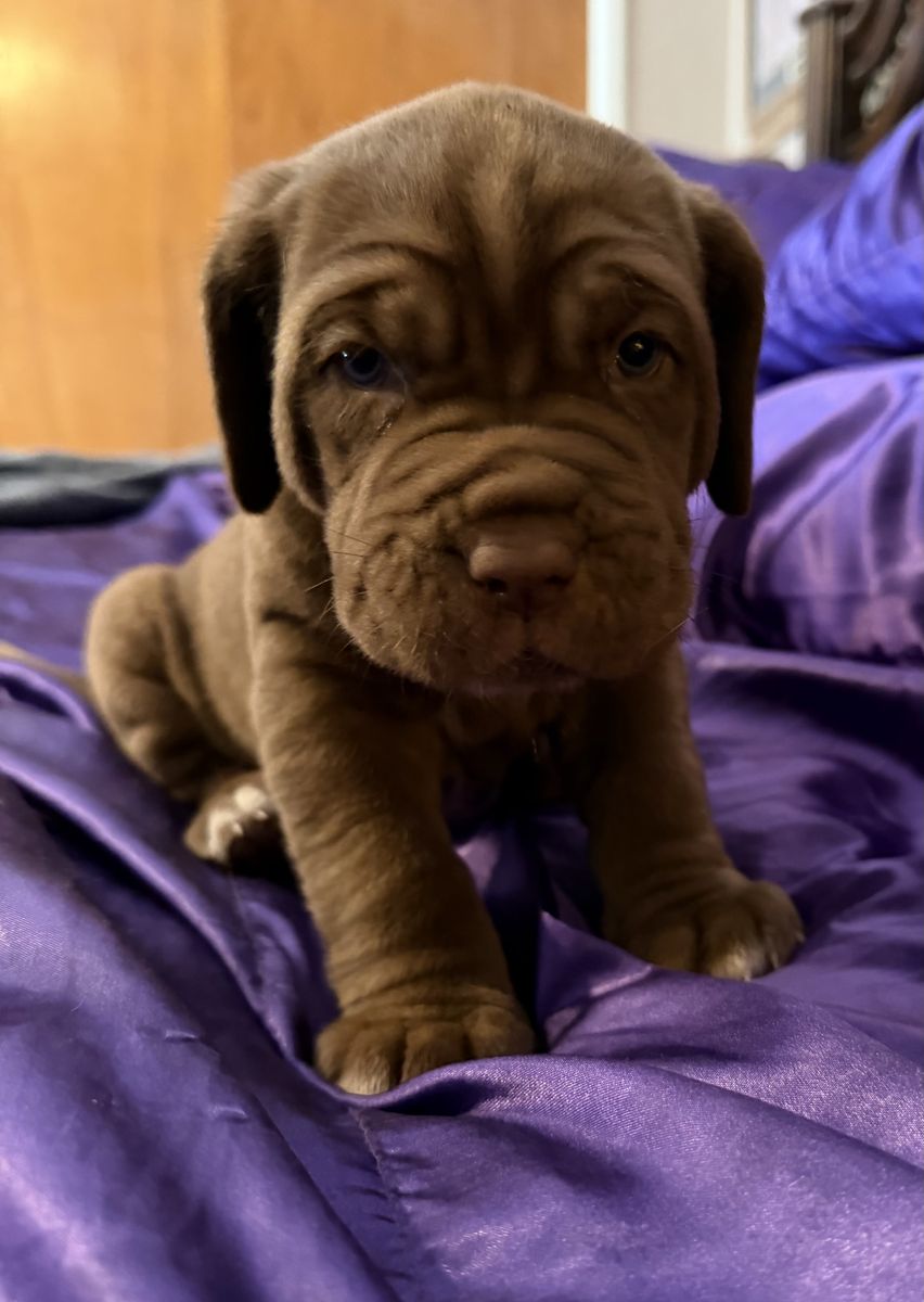 AKC Neapolitan Mastiffs
