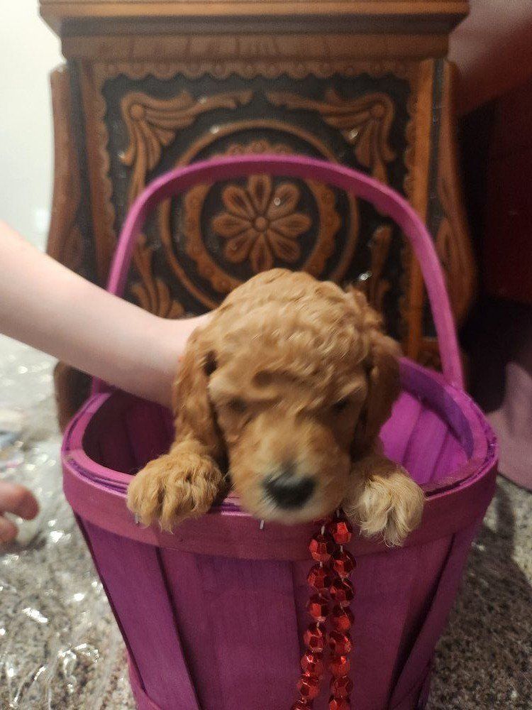 AKC Standard poodle pups