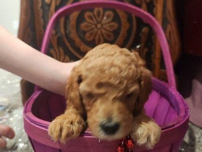 AKC Standard poodle pups