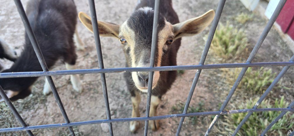 ADGA Nigerian dwarf buckling