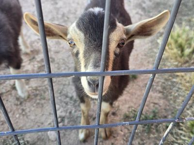 ADGA Nigerian dwarf buckling