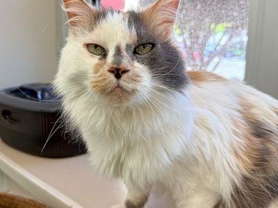 Hello my name is Daisy