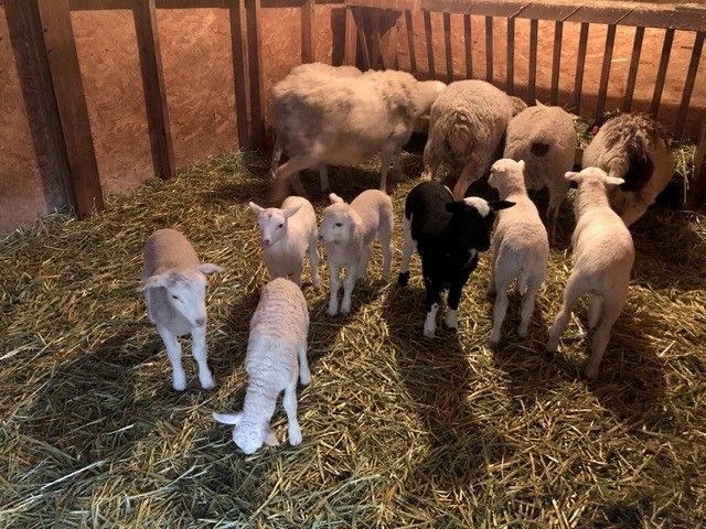 Lambs - From 3 Months Old to 1Year old