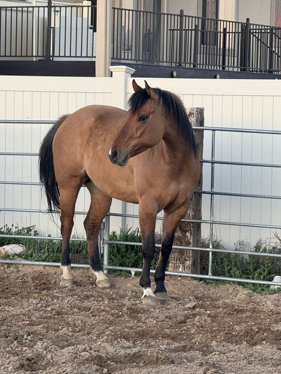5 year old registered Dunn mare